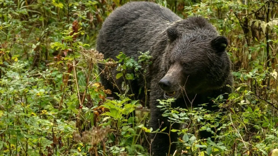 Alertă de urs lângă Cluj-Napoca: animalul a fost semnalat în zona Valea Căpriorii