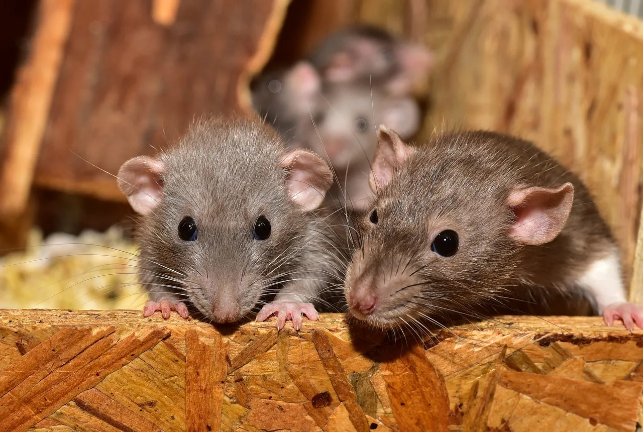 Cercetătorii testează rozătoare din Tierra del Fuego în ancheta privind focarul de hantavirus de pe nava Hondius
