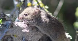 Suspiciune de hantavirus în vestul țării: anchetă epidemiologică după internarea unui tânăr la Arad