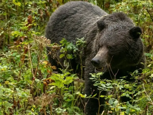 Alertă de urs lângă Cluj-Napoca: animalul a fost semnalat în zona Valea Căpriorii