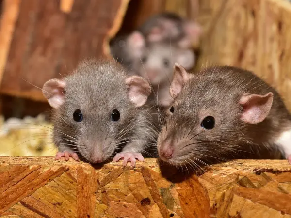 Cercetătorii testează rozătoare din Tierra del Fuego în ancheta privind focarul de hantavirus de pe nava Hondius