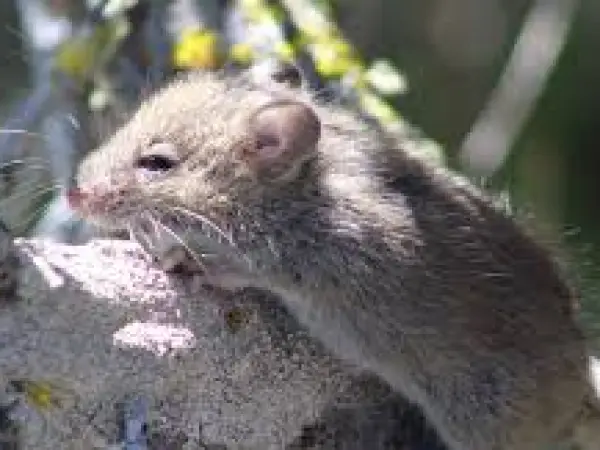 Suspiciune de hantavirus în vestul țării: anchetă epidemiologică după internarea unui tânăr la Arad